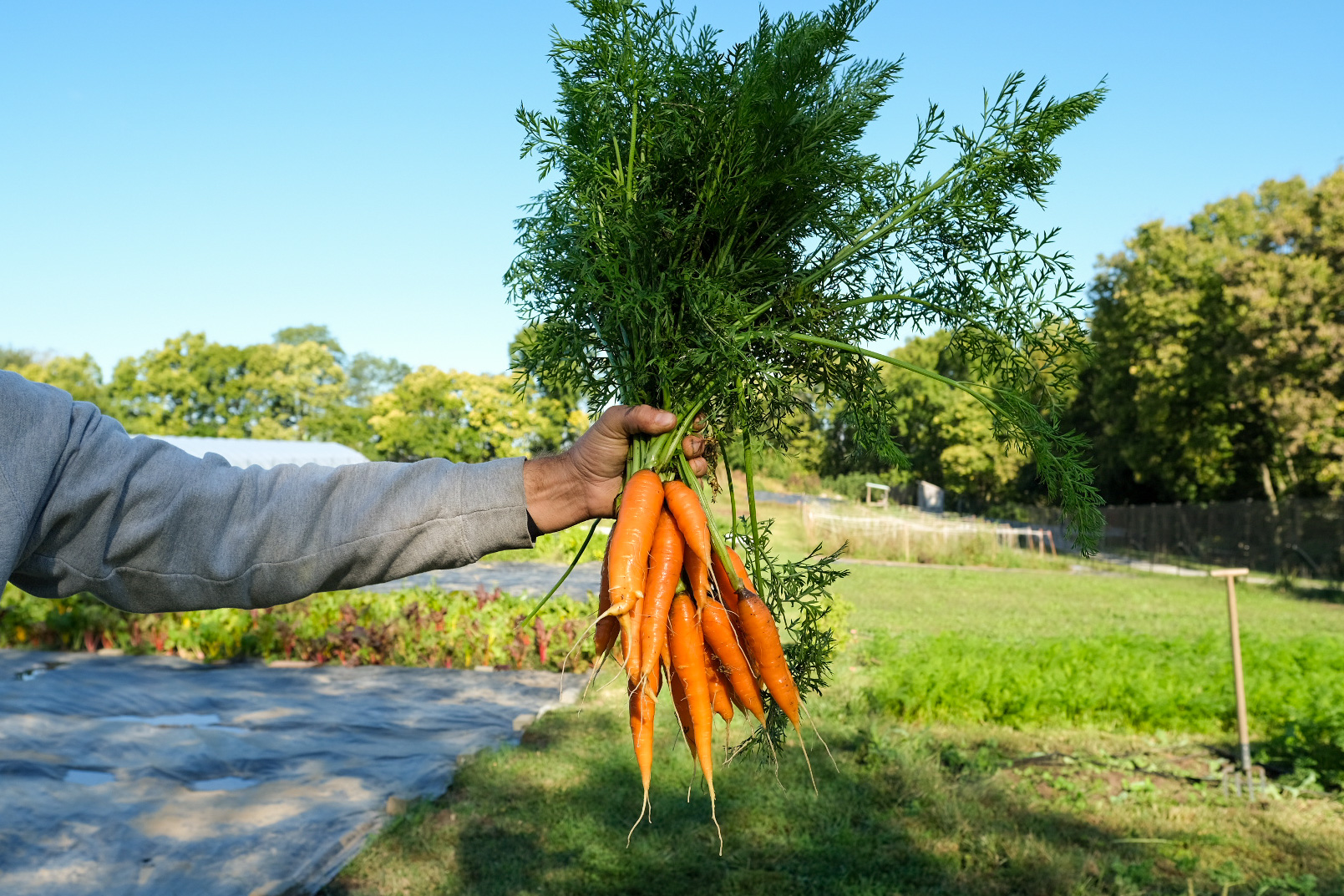 A hand holds a large bunch of carrots with the garden in the baclground.