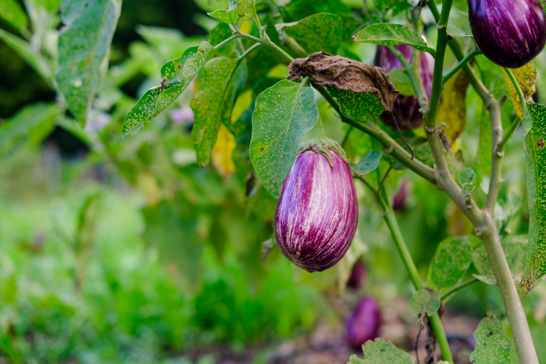 A purple eggplant hangs from the plant.