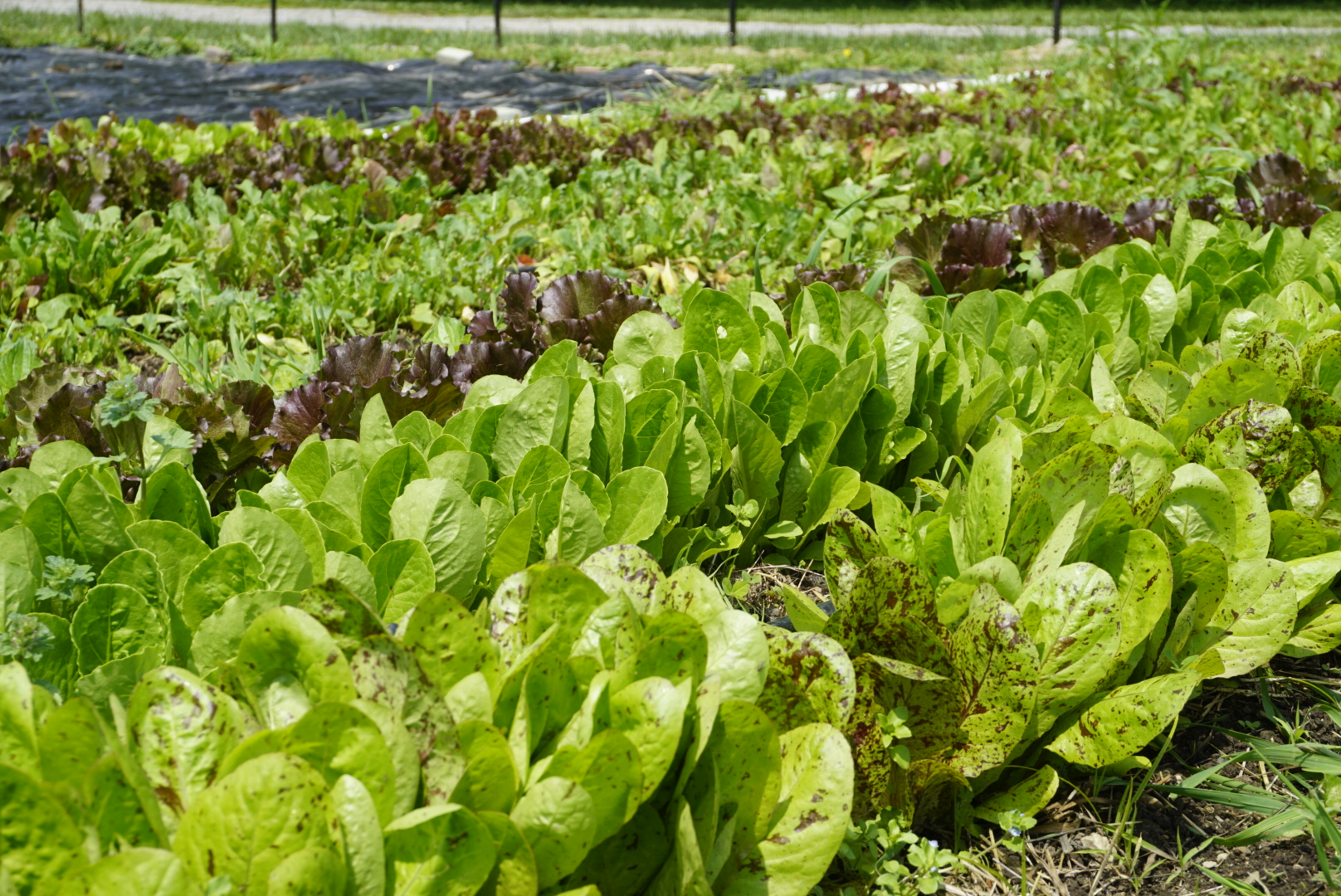 A patch of the garden is covered in lettuce plants of many varieties.
