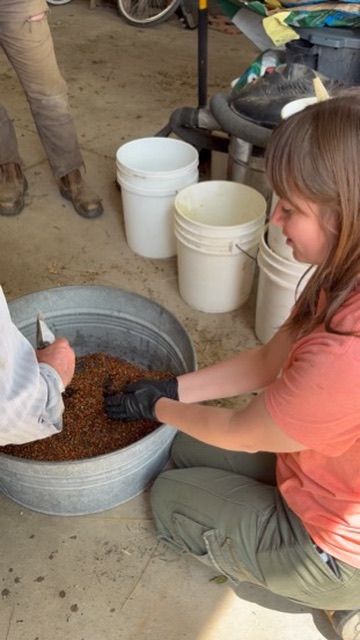 Amanda mixing sunflower and cover crop seed before planting
