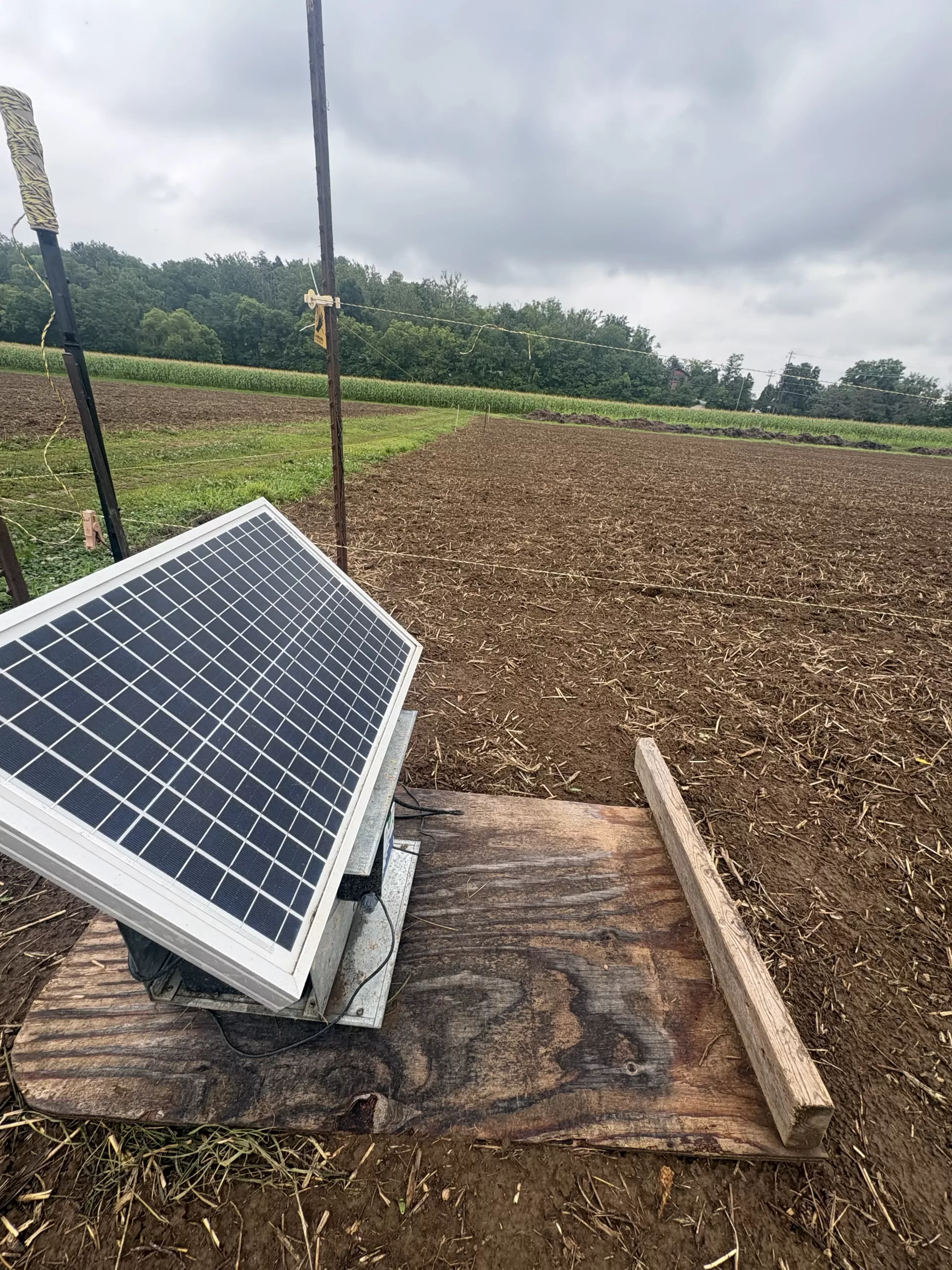 The electric fence protecting the young sunflower field