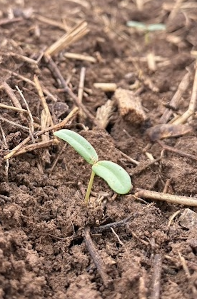 The first young plants emerging in the sunflower field